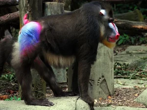 Discover the Vibrant Mandrill: Nature's Most Colorful Masterpiece of the African Rainforest - image 4