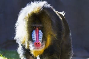 Discover the Vibrant Mandrill: Nature's Most Colorful Masterpiece of the African Rainforest - image 2
