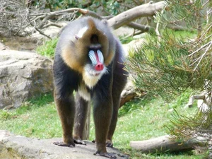 Discover the Vibrant Mandrill: Nature's Most Colorful Masterpiece of the African Rainforest - image 1