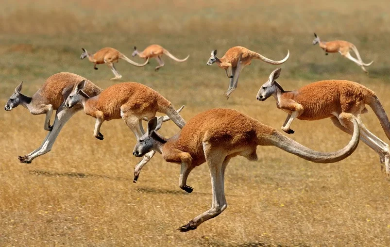 The Science of Hopping: Exploring the Incredible World of Kangaroos