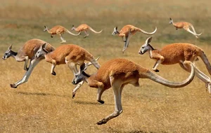 The Science of Hopping: Exploring the Incredible World of Kangaroos - image 0
