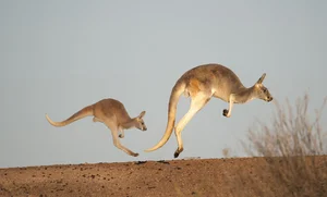 The Science of Hopping: Exploring the Incredible World of Kangaroos - image 1