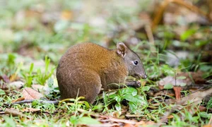 The Science of Hopping: Exploring the Incredible World of Kangaroos - image 3