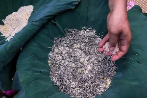 The Art of Vietnamese Lotus Tea: Why This Traditional Delicacy Costs Thousands per Kilogram - image 2