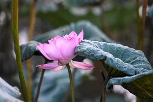 The Art of Vietnamese Lotus Tea: Why This Traditional Delicacy Costs Thousands per Kilogram - image 4