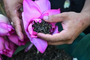 The Art of Vietnamese Lotus Tea: Why This Traditional Delicacy Costs Thousands per Kilogram - image 10