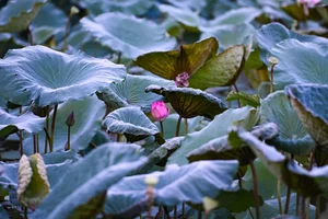 The Art of Vietnamese Lotus Tea: Why This Traditional Delicacy Costs Thousands per Kilogram - image 1