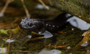 Wildlife Adventure: Capturing the Hidden Reptiles of Vietnam - image 3