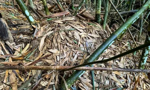 Wildlife Adventure: Capturing the Hidden Reptiles of Vietnam - image 11