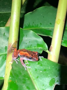 Wildlife Adventure: Capturing the Hidden Reptiles of Vietnam - image 4