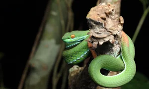 Wildlife Adventure: Capturing the Hidden Reptiles of Vietnam - image 6