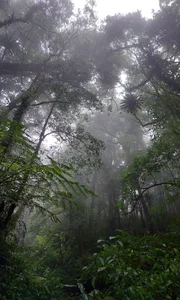 Wildlife Adventure: Capturing the Hidden Reptiles of Vietnam - image 5