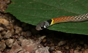 Wildlife Adventure: Capturing the Hidden Reptiles of Vietnam - image 10