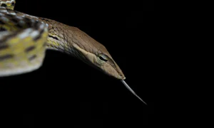 Wildlife Adventure: Capturing the Hidden Reptiles of Vietnam - image 2