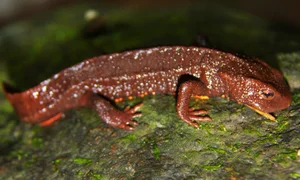 Wildlife Adventure: Capturing the Hidden Reptiles of Vietnam - image 0