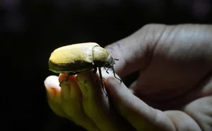 The Unique Tradition of Hunting Bù Rầy Beetles in Vietnam - image 4