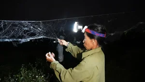 The Unique Tradition of Hunting Bù Rầy Beetles in Vietnam - image 3