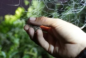 The Unique Tradition of Hunting Bù Rầy Beetles in Vietnam - image 0