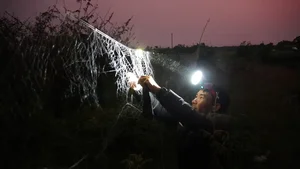 The Unique Tradition of Hunting Bù Rầy Beetles in Vietnam - image 1