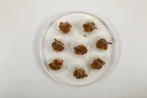 Beyond Steaming: Gourmet Shrimp Recipes to Impress Your Guests This Holiday Season - image 5