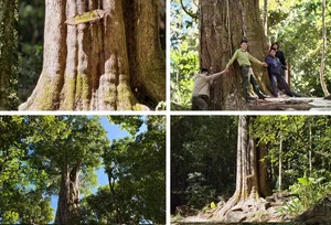 Exploring the Ancient 2,500-Year-Old Red Pine Forest on Elephant Mountain - image 4