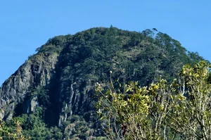Exploring the Ancient 2,500-Year-Old Red Pine Forest on Elephant Mountain - image 1