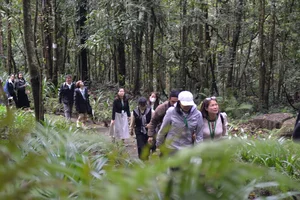 Exploring the Ancient 2,500-Year-Old Red Pine Forest on Elephant Mountain - image 6