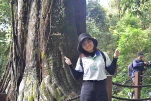 Exploring the Ancient 2,500-Year-Old Red Pine Forest on Elephant Mountain - image 5