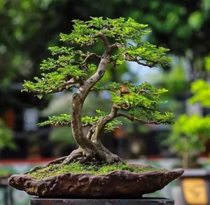 The Hidden World of Bonsai Art: Surprising Facts and Ancient Traditions You Never Knew - image 8