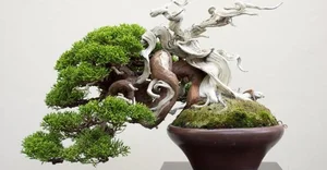 The Hidden World of Bonsai Art: Surprising Facts and Ancient Traditions You Never Knew - image 0