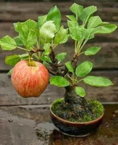 The Hidden World of Bonsai Art: Surprising Facts and Ancient Traditions You Never Knew - image 1