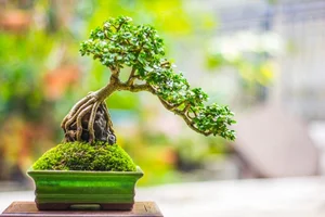 The Hidden World of Bonsai Art: Surprising Facts and Ancient Traditions You Never Knew - image 5