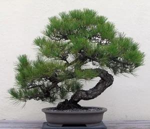 The Hidden World of Bonsai Art: Surprising Facts and Ancient Traditions You Never Knew - image 6