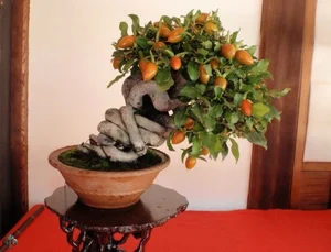 The Hidden World of Bonsai Art: Surprising Facts and Ancient Traditions You Never Knew - image 9