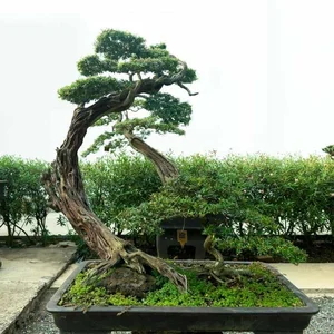 The Hidden World of Bonsai Art: Surprising Facts and Ancient Traditions You Never Knew - image 3