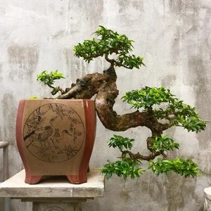 The Hidden World of Bonsai Art: Surprising Facts and Ancient Traditions You Never Knew - image 2