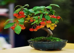 The Hidden World of Bonsai Art: Surprising Facts and Ancient Traditions You Never Knew - image 7