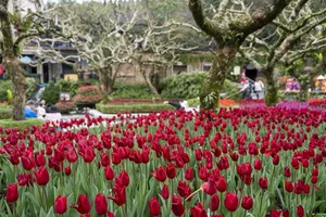 Experience the Magic of Ba Na Hills: Thousands Flock to Da Nang’s Iconic Mountain Resort - image 0