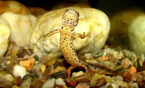 Mysterious Sardinian Brook Newt: Unique Appearance of an Amphibian in the Mediterranean - image 1