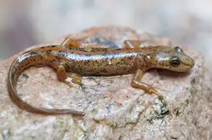 Mysterious Sardinian Brook Newt: Unique Appearance of an Amphibian in the Mediterranean - image 3