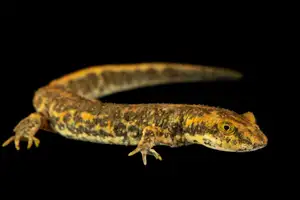 Mysterious Sardinian Brook Newt: Unique Appearance of an Amphibian in the Mediterranean - image 5