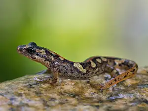 Mysterious Sardinian Brook Newt: Unique Appearance of an Amphibian in the Mediterranean - image 0