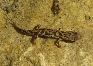 Mysterious Sardinian Brook Newt: Unique Appearance of an Amphibian in the Mediterranean - image 6
