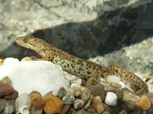 Mysterious Sardinian Brook Newt: Unique Appearance of an Amphibian in the Mediterranean - image 4