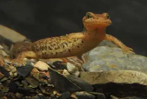 Mysterious Sardinian Brook Newt: Unique Appearance of an Amphibian in the Mediterranean - image 7