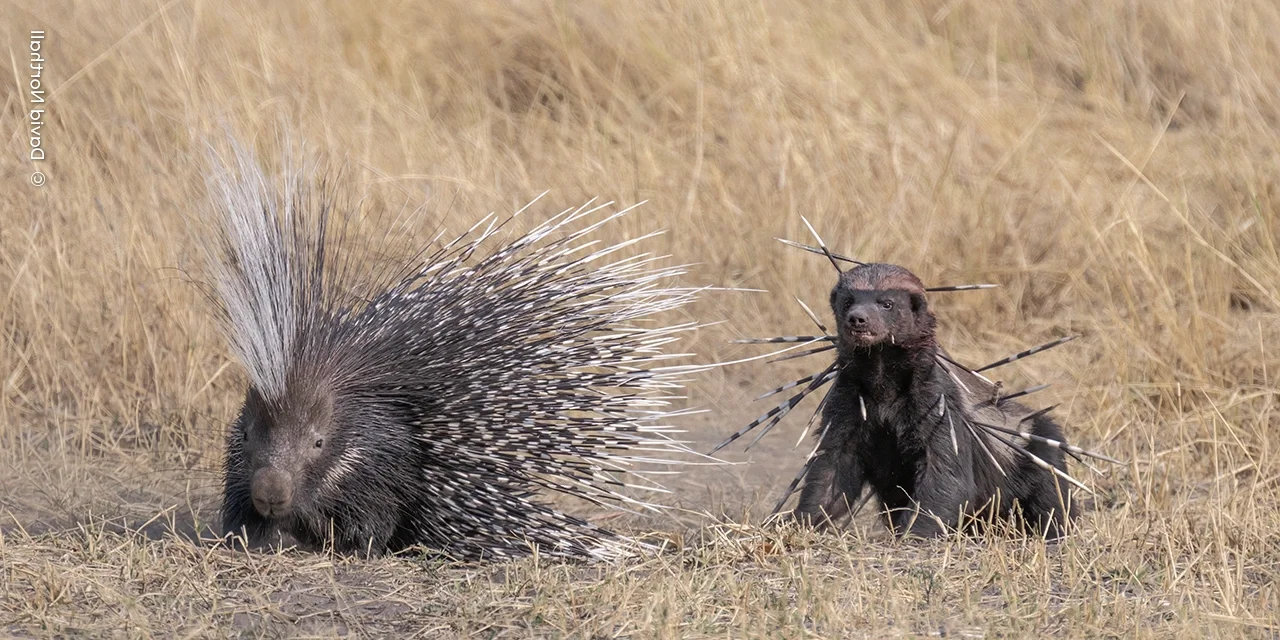 Capturing the Wild: The Most Stunning Wildlife Photography of 2024