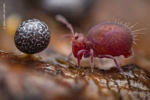 Capturing the Wild: The Most Stunning Wildlife Photography of 2024 - image 11