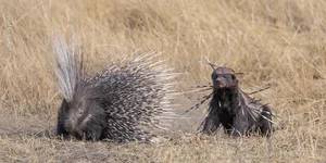 Capturing the Wild: The Most Stunning Wildlife Photography of 2024 - image 0