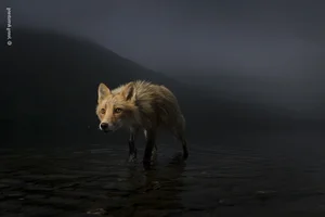 Capturing the Wild: The Most Stunning Wildlife Photography of 2024 - image 4