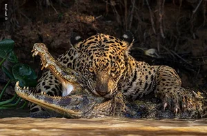 Capturing the Wild: The Most Stunning Wildlife Photography of 2024 - image 8
